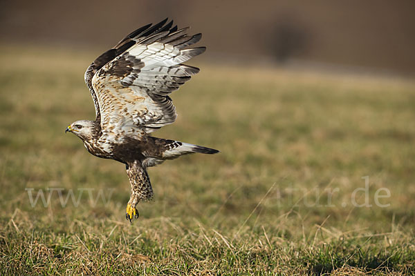 Rauhfußbussard (Buteo lagopus)