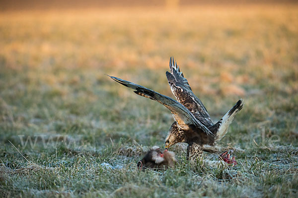 Rauhfußbussard (Buteo lagopus)