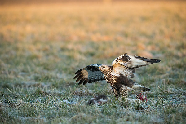 Rauhfußbussard (Buteo lagopus)