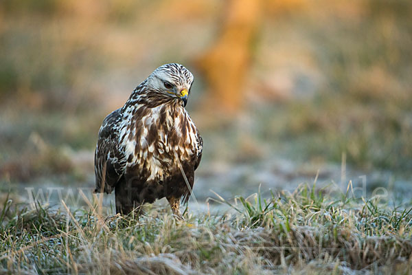 Rauhfußbussard (Buteo lagopus)