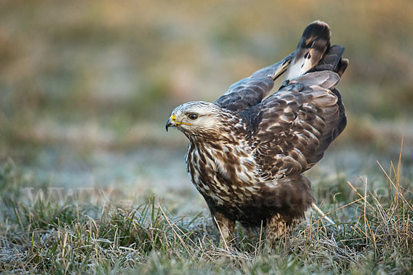 Rauhfußbussard (Buteo lagopus)