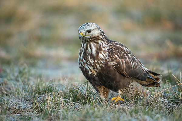 Rauhfußbussard (Buteo lagopus)