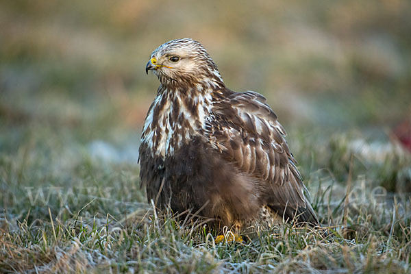 Rauhfußbussard (Buteo lagopus)