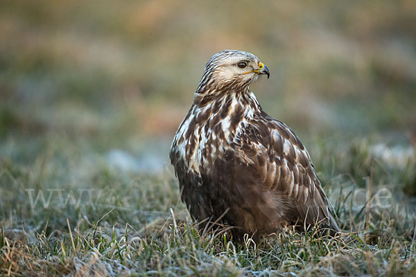 Rauhfußbussard (Buteo lagopus)