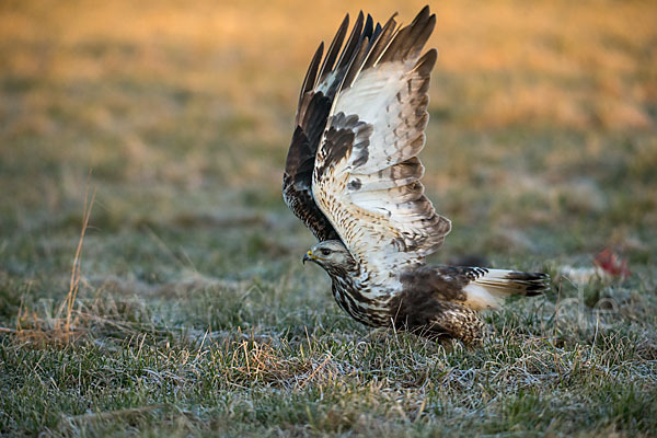 Rauhfußbussard (Buteo lagopus)