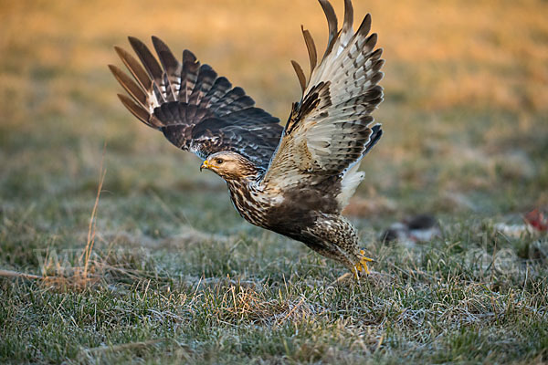 Rauhfußbussard (Buteo lagopus)