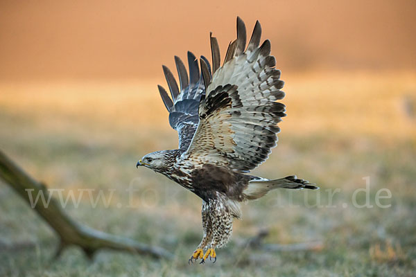 Rauhfußbussard (Buteo lagopus)