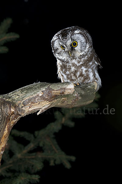 Rauhfußkauz (Aegolius funereus)