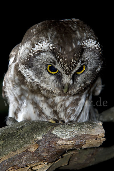 Rauhfußkauz (Aegolius funereus)