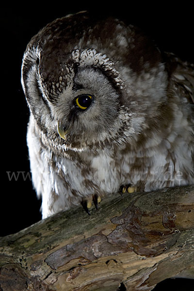 Rauhfußkauz (Aegolius funereus)