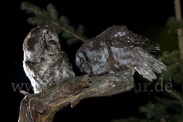 Rauhfußkauz (Aegolius funereus)