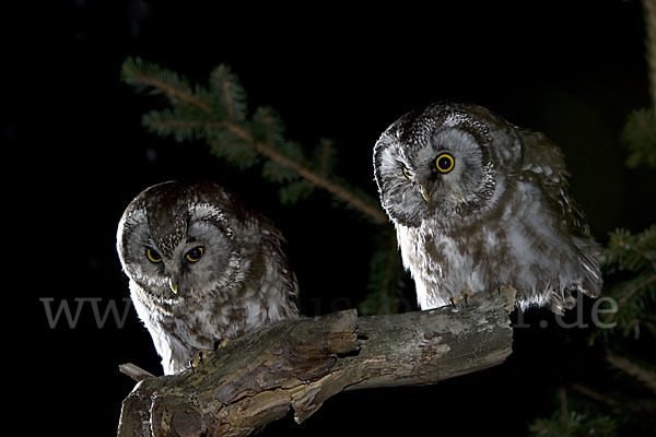 Rauhfußkauz (Aegolius funereus)