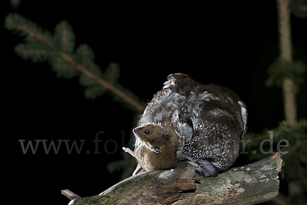 Rauhfußkauz (Aegolius funereus)