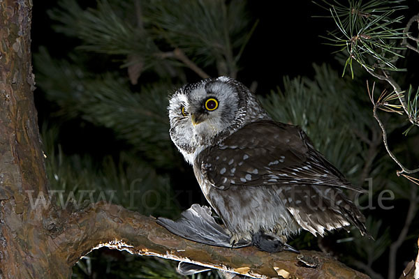 Rauhfußkauz (Aegolius funereus)