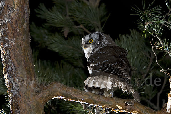 Rauhfußkauz (Aegolius funereus)