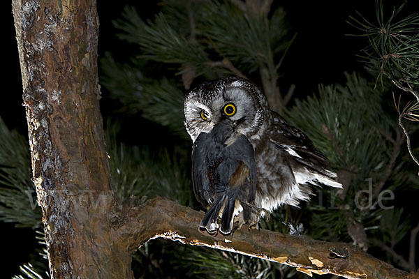 Rauhfußkauz (Aegolius funereus)