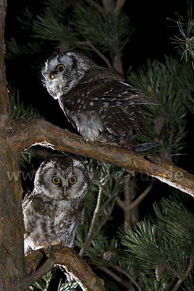 Rauhfußkauz (Aegolius funereus)