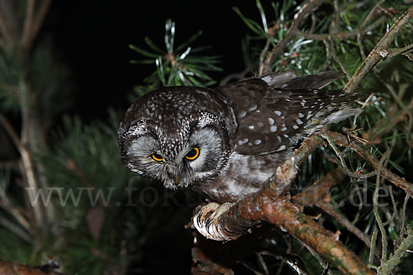 Rauhfußkauz (Aegolius funereus)