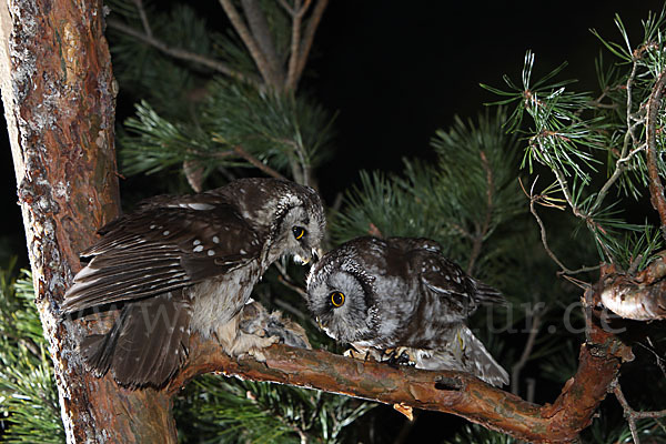 Rauhfußkauz (Aegolius funereus)