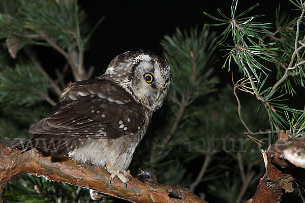 Rauhfußkauz (Aegolius funereus)