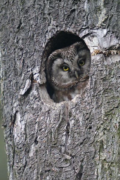 Rauhfußkauz (Aegolius funereus)