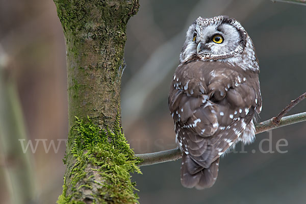 Rauhfußkauz (Aegolius funereus)