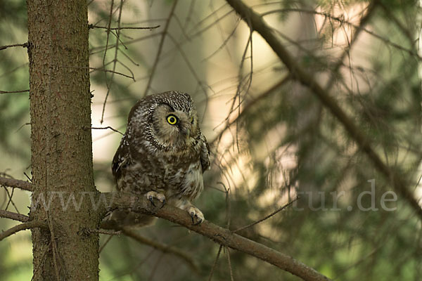 Rauhfußkauz (Aegolius funereus)