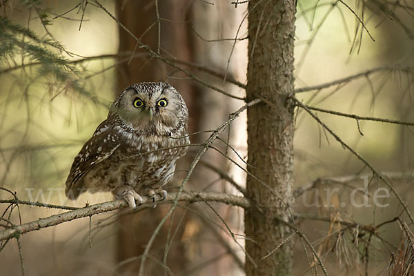 Rauhfußkauz (Aegolius funereus)