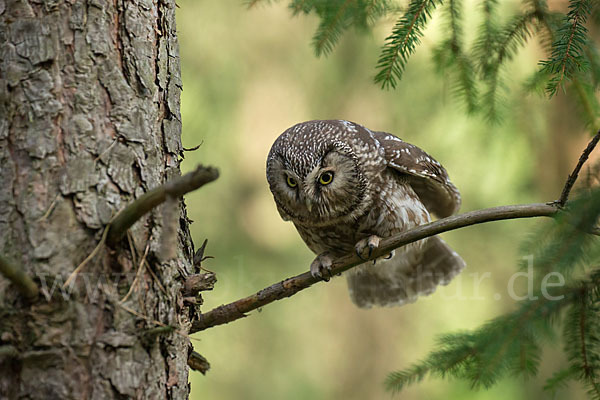 Rauhfußkauz (Aegolius funereus)