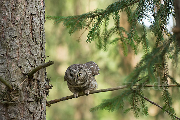 Rauhfußkauz (Aegolius funereus)