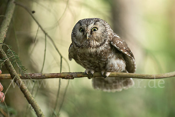 Rauhfußkauz (Aegolius funereus)