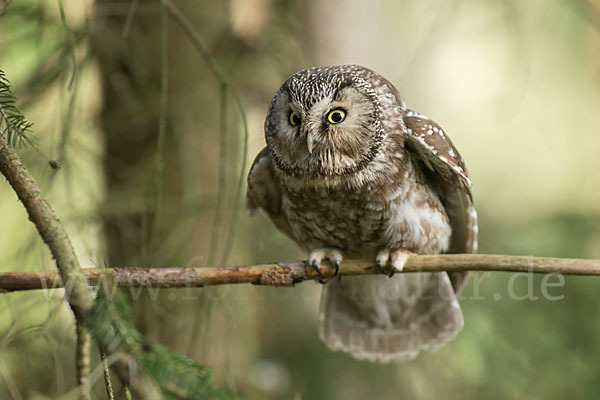 Rauhfußkauz (Aegolius funereus)