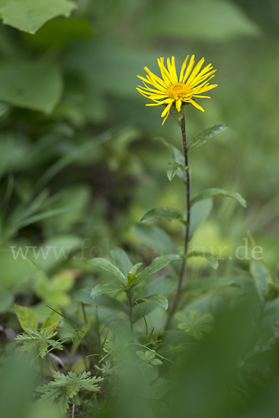 Rauhhaariger Alant (Inula hirta)