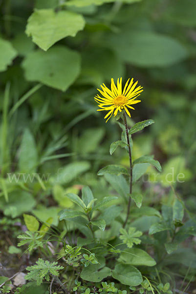 Rauhhaariger Alant (Inula hirta)