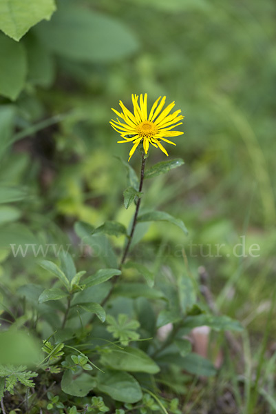 Rauhhaariger Alant (Inula hirta)