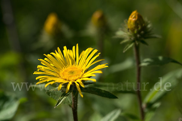 Rauhhaariger Alant (Inula hirta)