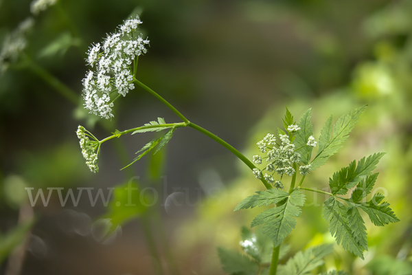 Rauhhaariger Kälberkropf (Chaerophyllum hirsutum)