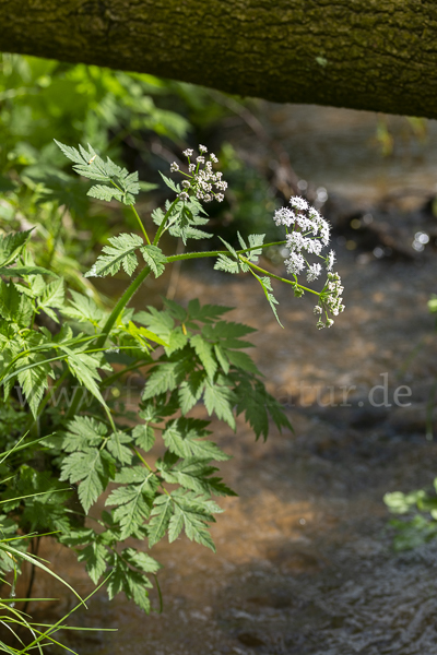 Rauhhaariger Kälberkropf (Chaerophyllum hirsutum)