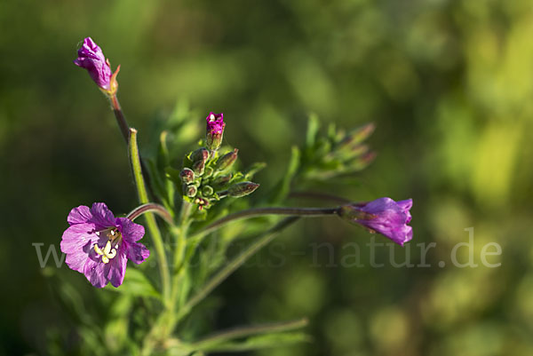 Rauhhaariges Weidenröschen (Epilobium hirsutum)