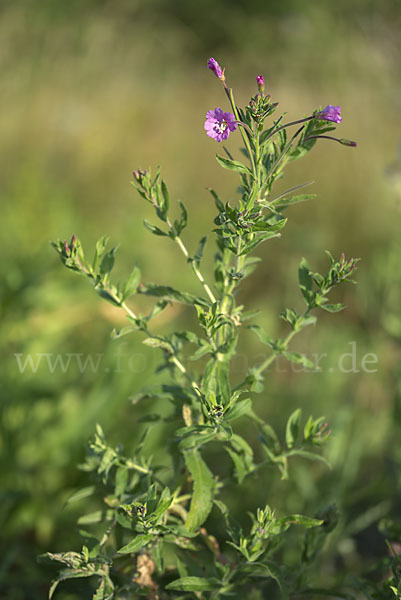 Rauhhaariges Weidenröschen (Epilobium hirsutum)