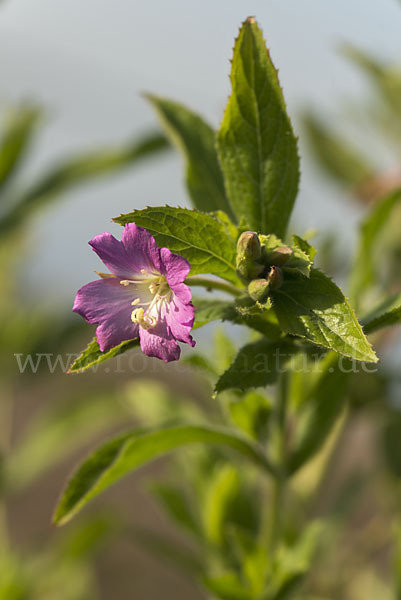 Rauhhaariges Weidenröschen (Epilobium hirsutum)