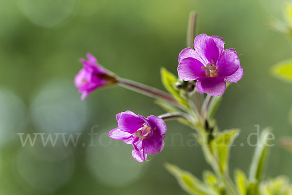 Rauhhaariges Weidenröschen (Epilobium hirsutum)