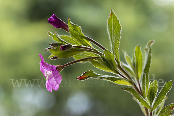 Rauhhaariges Weidenröschen (Epilobium hirsutum)