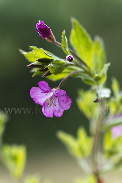 Rauhhaariges Weidenröschen (Epilobium hirsutum)