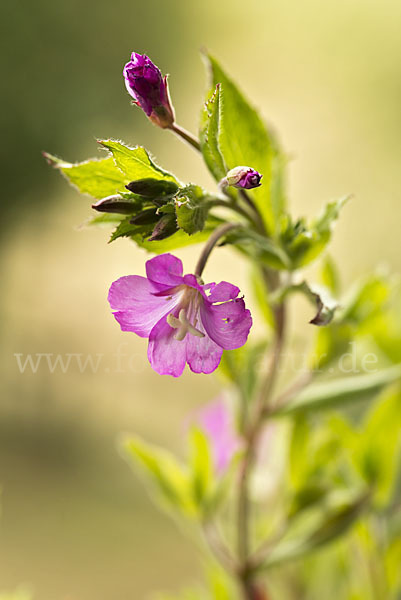 Rauhhaariges Weidenröschen (Epilobium hirsutum)