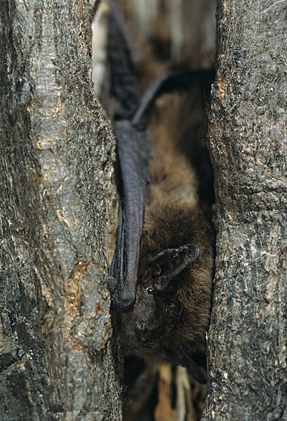 Rauhhautfledermaus (Pipistrellus nathusii)