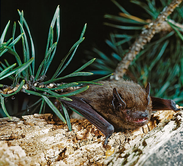 Rauhhautfledermaus (Pipistrellus nathusii)