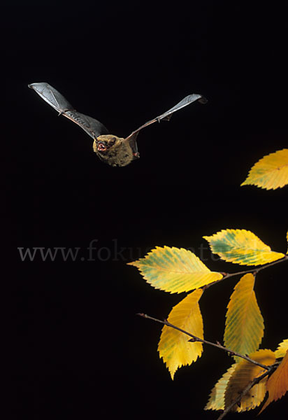 Rauhhautfledermaus (Pipistrellus nathusii)