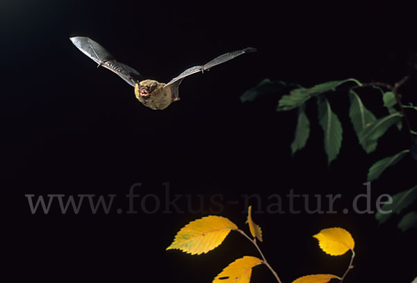 Rauhhautfledermaus (Pipistrellus nathusii)