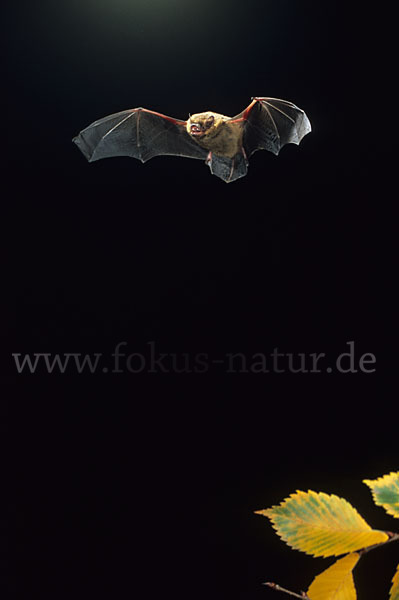 Rauhhautfledermaus (Pipistrellus nathusii)